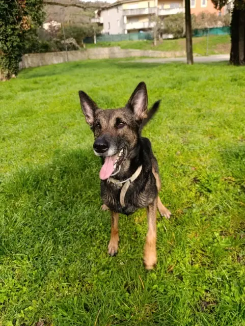 chienne lost   07400 Le Teil Pam