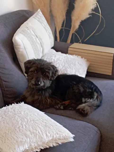 chienne lost   07200 Aubenas Patty
