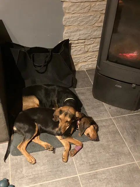 chienne lost   07510 Saint-Cirgues-en-Montagne Pookie