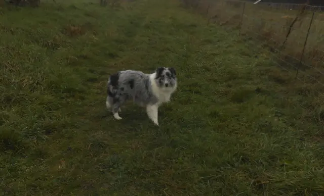 chienne lost   07290 Quintenas Psy