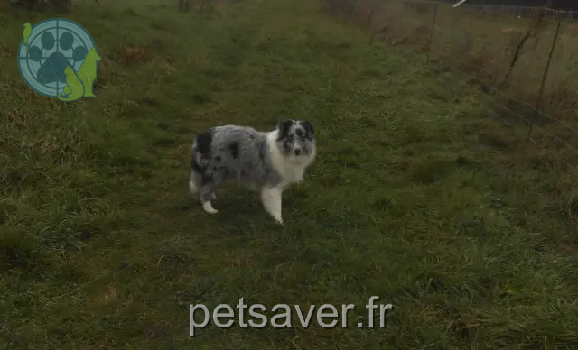 teef vermist 07290 Quintenas Psy teef lost 07290 Quintenas Psy