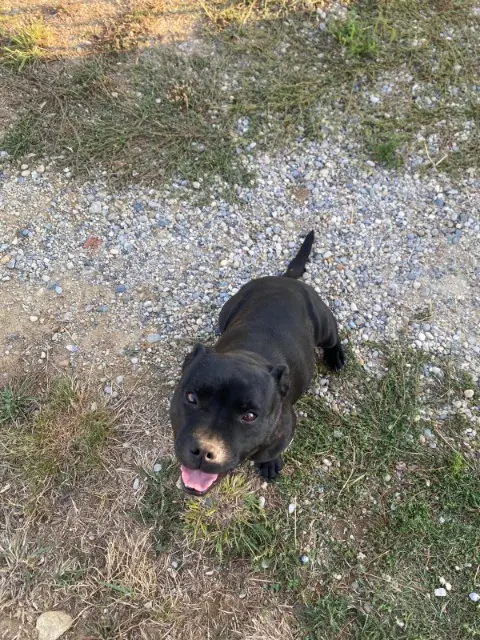 chienne lost   07370 Ozon Raven