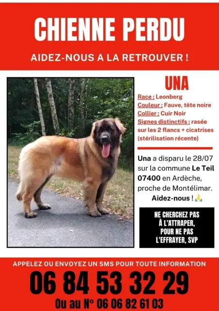 chienne lost   07400 Le Teil Una