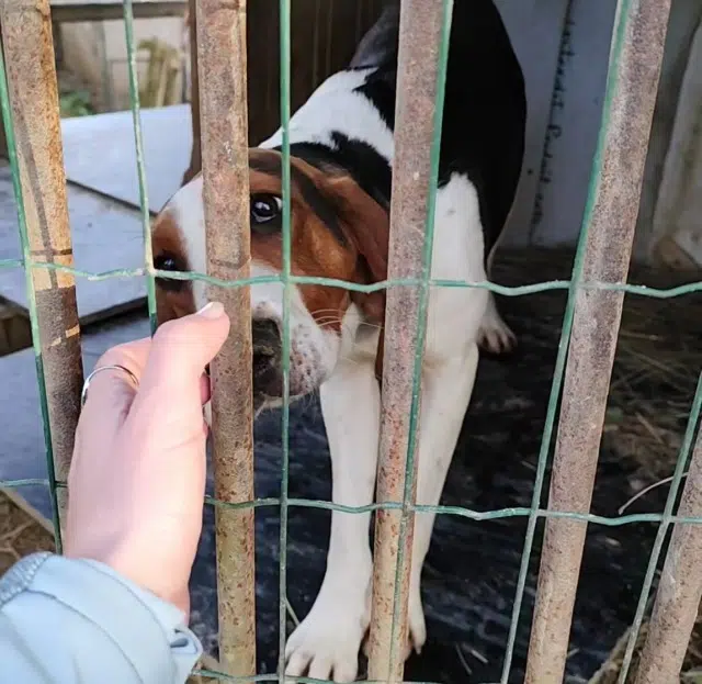 chienne lost   07170 Saint-Maurice-d'Ibie Vanille