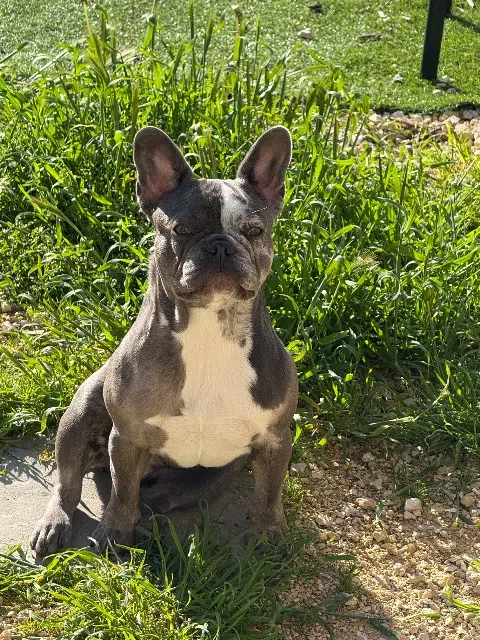 chienne lost   07200 Aubenas Vaya