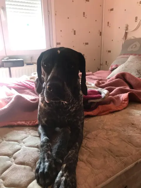 chienne lost   08700 Nouzonville Cooky