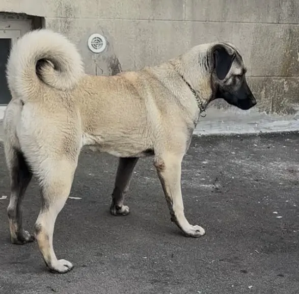 chienne lost   08500 Revin Kira