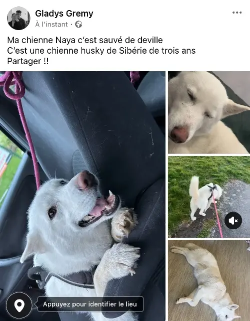 chienne lost   08800 Deville Naya