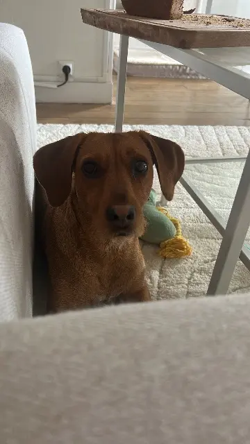 chienne lost   08000 Charleville-Mézières Souki