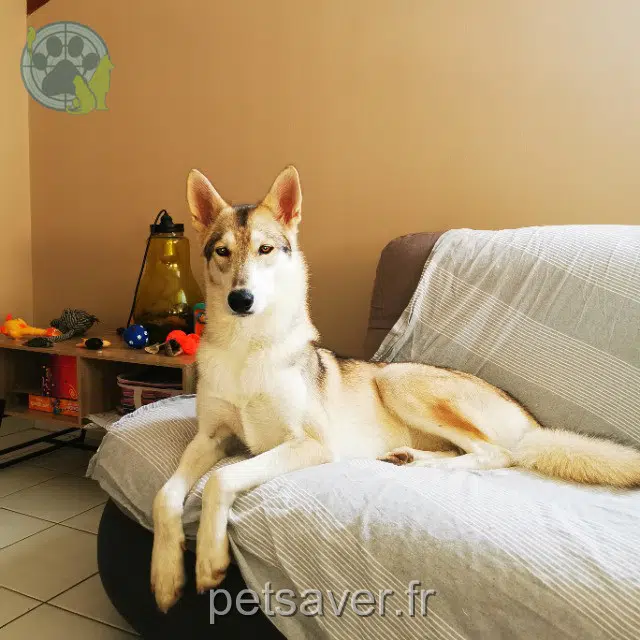 Hündin lost   09700 Saint-Quirc Gaia