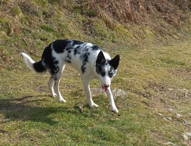 chienne lost   09400 Allens Tahia