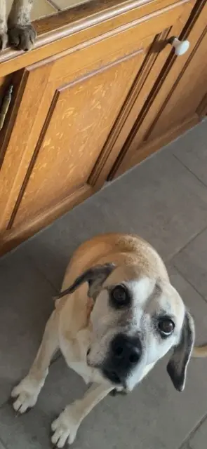 chienne lost   10140 Amance Comete