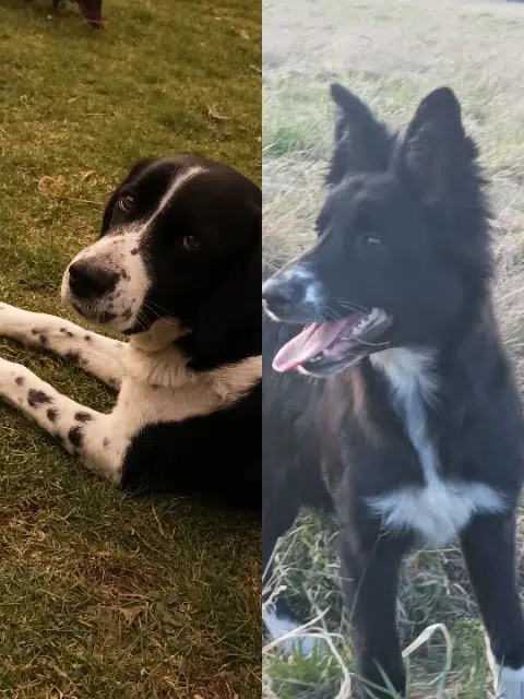 chienne lost   10140 Magny-Fouchard Czara