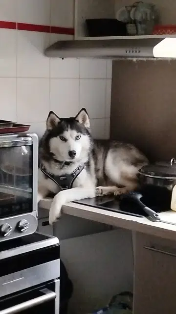 chienne lost   10410 Saint-Parres-aux-Tertres Luna