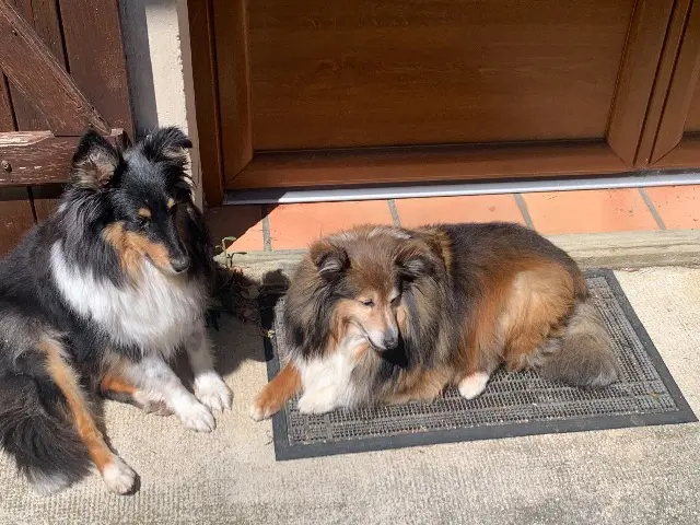 chienne lost   10210 Prusy Nala