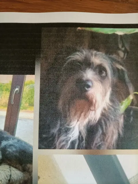 chienne lost   10320 Jeugny Naya