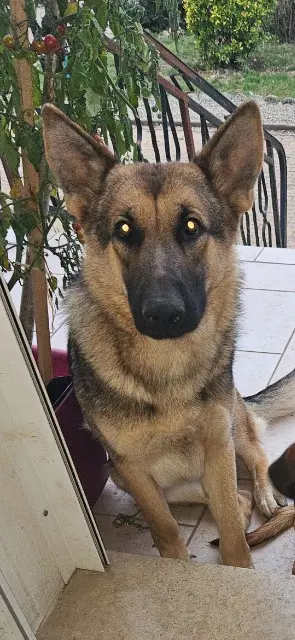 chienne lost   10340 Avirey-Lingey Raya