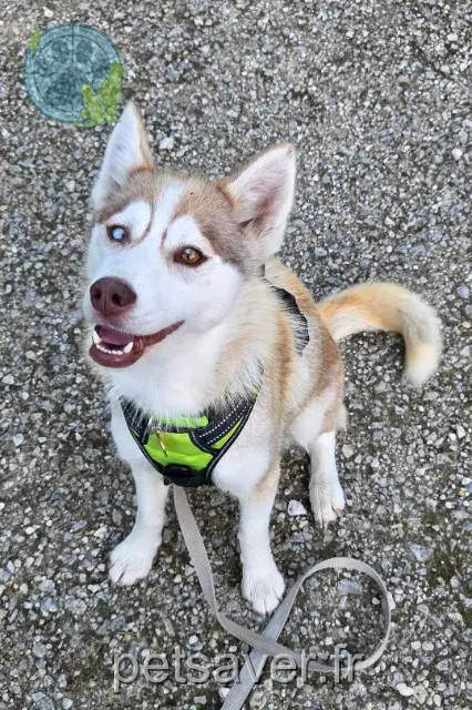 Hündin vermisst 10400 Nogent-sur-Seine Unik Hündin lost 10400 Nogent-sur-Seine Unik