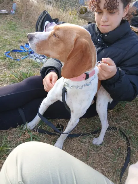 chienne lost   10300 Sainte-Savine Uspi