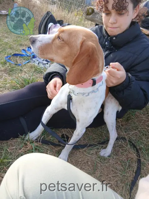dog lost 10300 Sainte-Savine Uspi dog lost 10300 Sainte-Savine Uspi