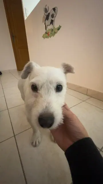 chienne lost   10170 Rhèges Vegas