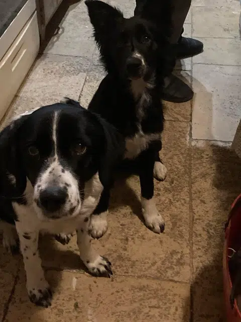 chienne lost   10140 Magny-Fouchard Visky