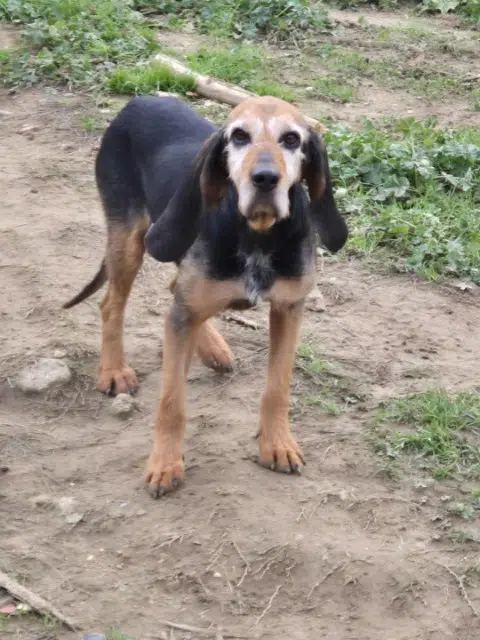 chienne lost   11170 Alzonne Croquette