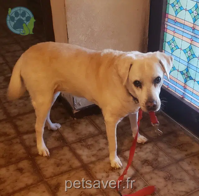 chienne lost   11000 Carcassonne Fidgi