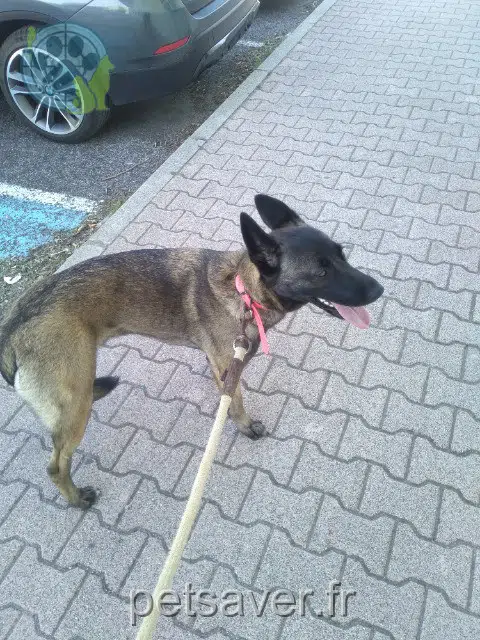 chienne lost   11000 Carcassonne Maya