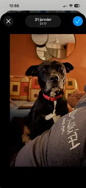 chienne lost   11250 Couffoulens Nalah