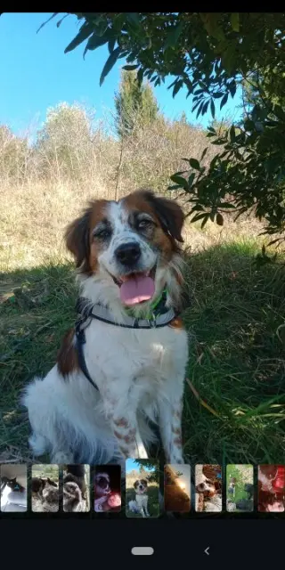 chienne lost   11400 Les Brunels Naska