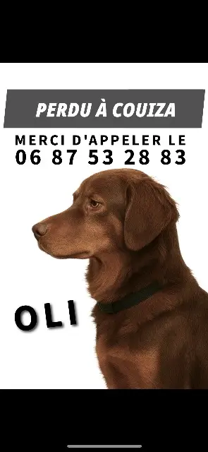 chienne lost   11190 Couiza Oli