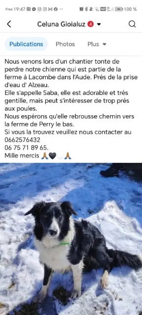 chienne lost   11310 Lacombe Saba