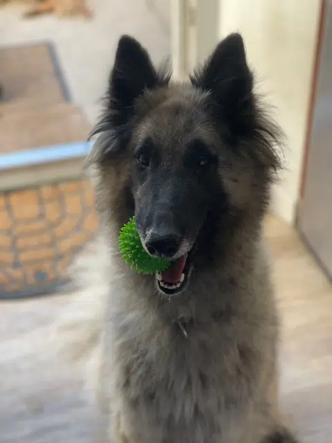 chienne lost   11000 Carcassonne Tara