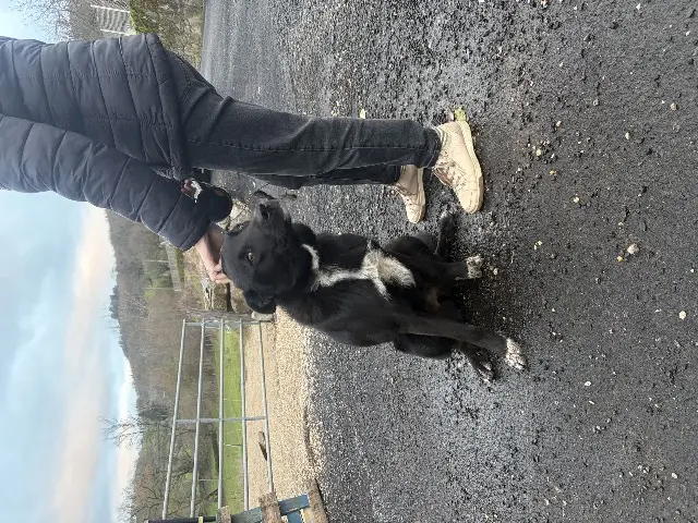 chienne lost   12500 Saint-Côme-d'Olt Aïka