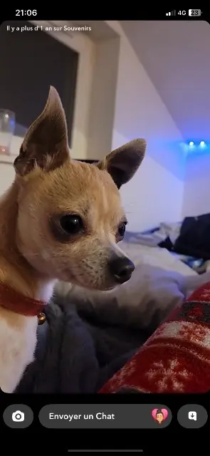 chienne lost     Fifi