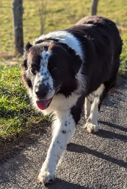 chienne lost   12190 Le Nayrac Hermine