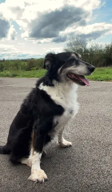 chienne lost   12170 Lédergues Jenna