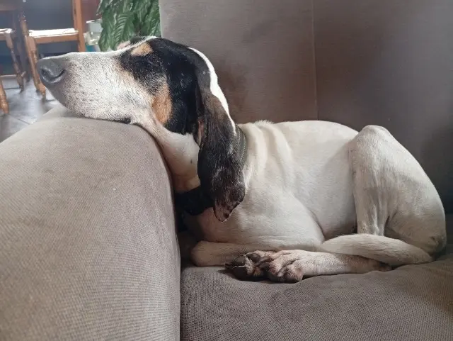 chienne lost   12200 Sanvensa Luna