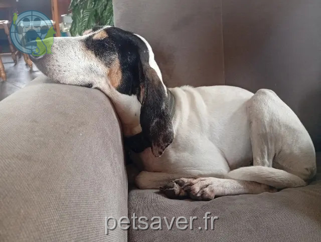 cagna persa 12200 Sanvensa Luna cagna lost 12200 Sanvensa Luna