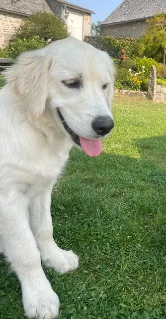 chienne lost   12210 Laguiole Maya