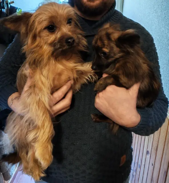 chienne lost   12300 Bouillac Myla