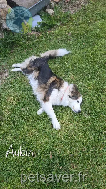 dog lost   12110 Aubin Nala