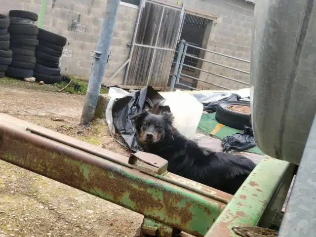 chienne lost   12440 La Salvetat-Peyralès Vaya