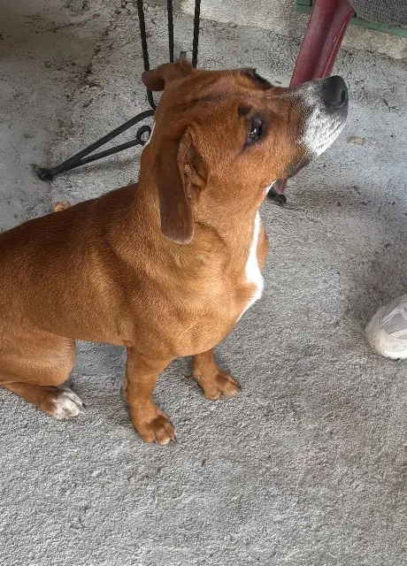 chienne lost   12300 Decazeville Vinie