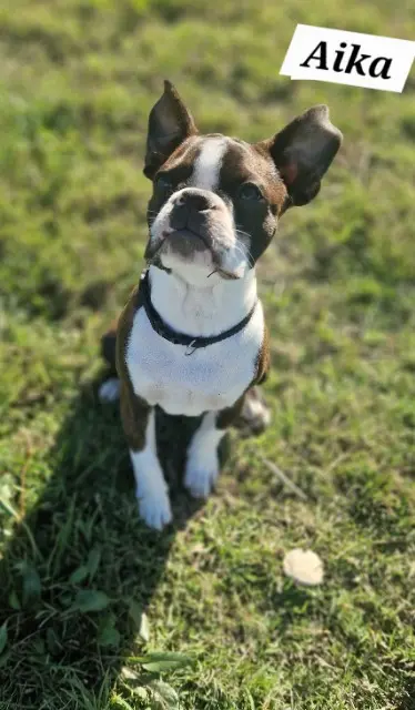 chienne lost   13230 Port-Saint-Louis-du-Rhône Aika