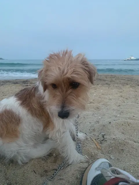 chienne lost    Aix-en-Provence Ola