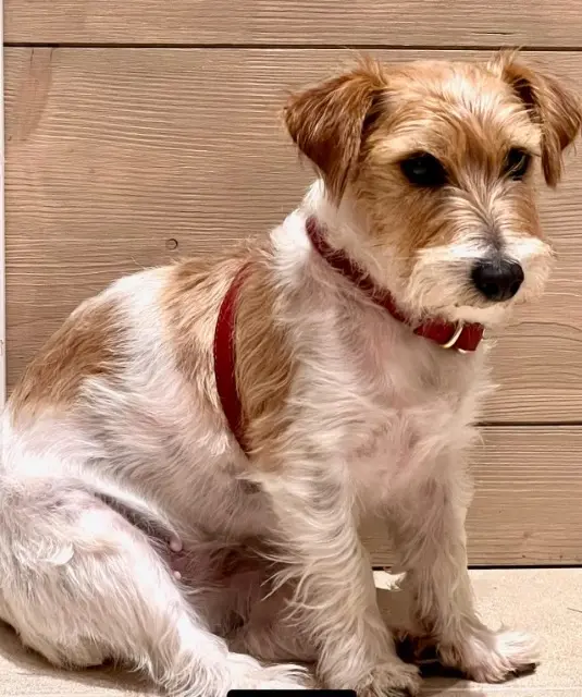 chienne lost    Aix-en-Provence Ola