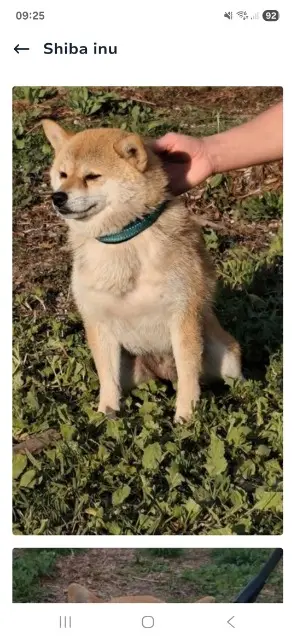 chienne lost    Aix-en-Provence Sissi