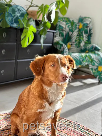 chienne perdue Chemin de Bouenhoure 13090 Aix-en-Provence chienne lost Chemin de Bouenhoure 13090 Aix-en-Provence